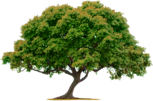 Villa Ramos - Tree