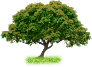 Villa Ramos - Tree