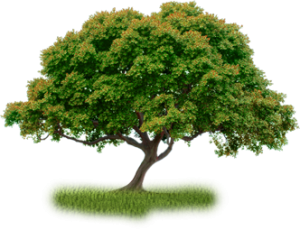 Villa Ramos - Tree